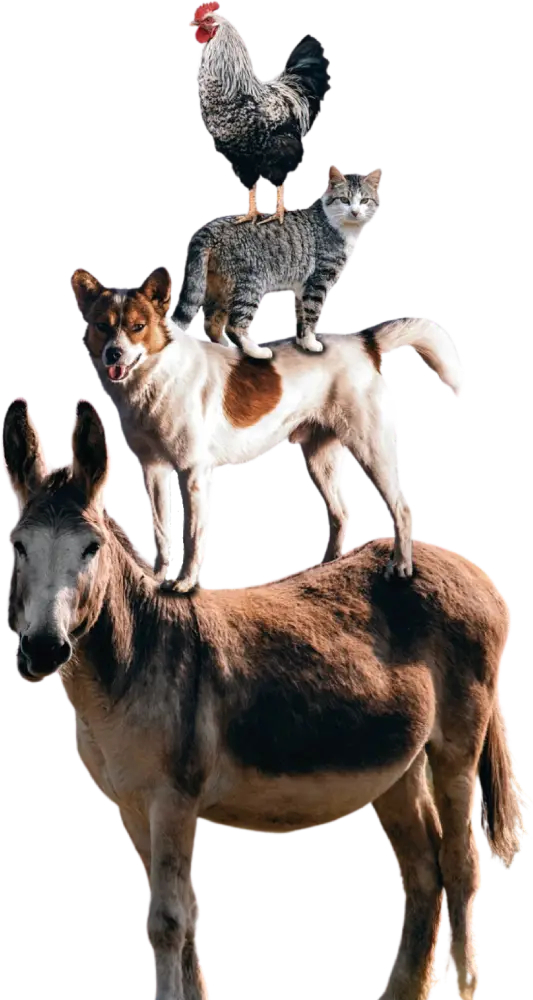 assicurazione-animali-domestici